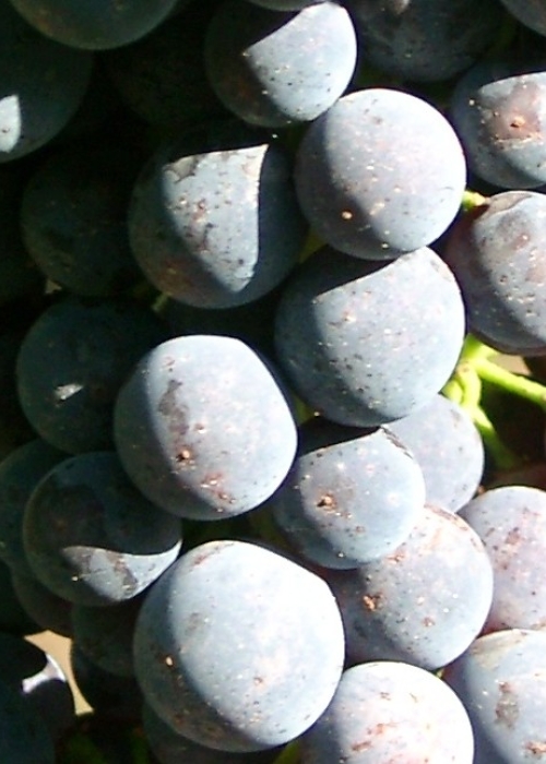 Cabernet Carbon Beeren 2